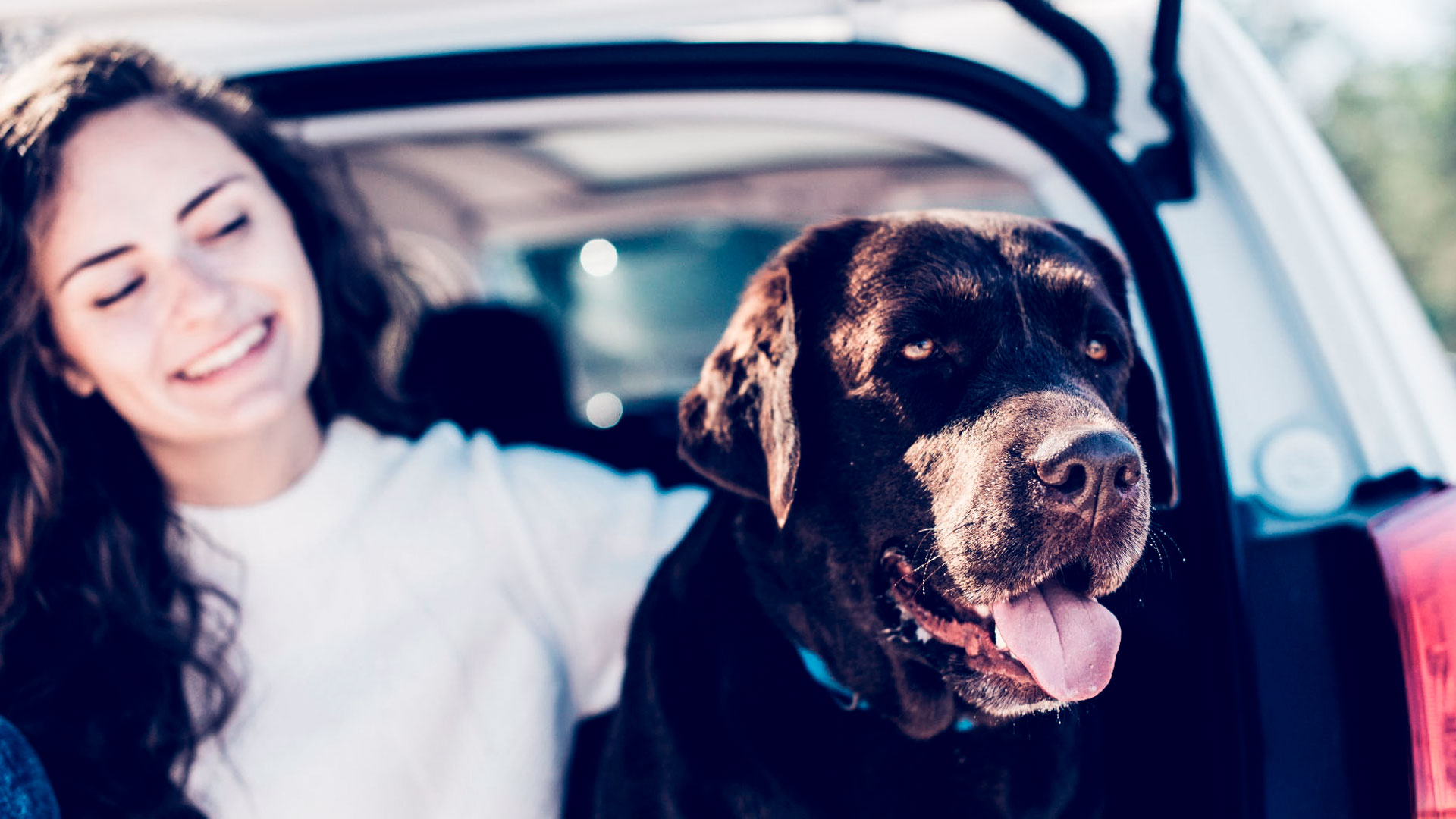 mascotas en el coche