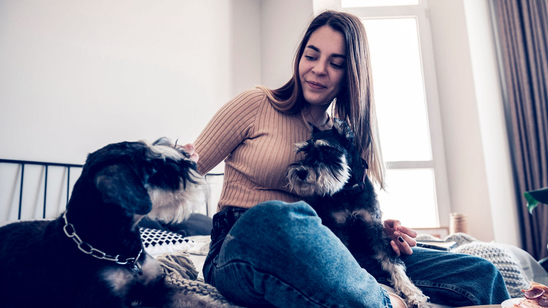 peleas entre mascotas