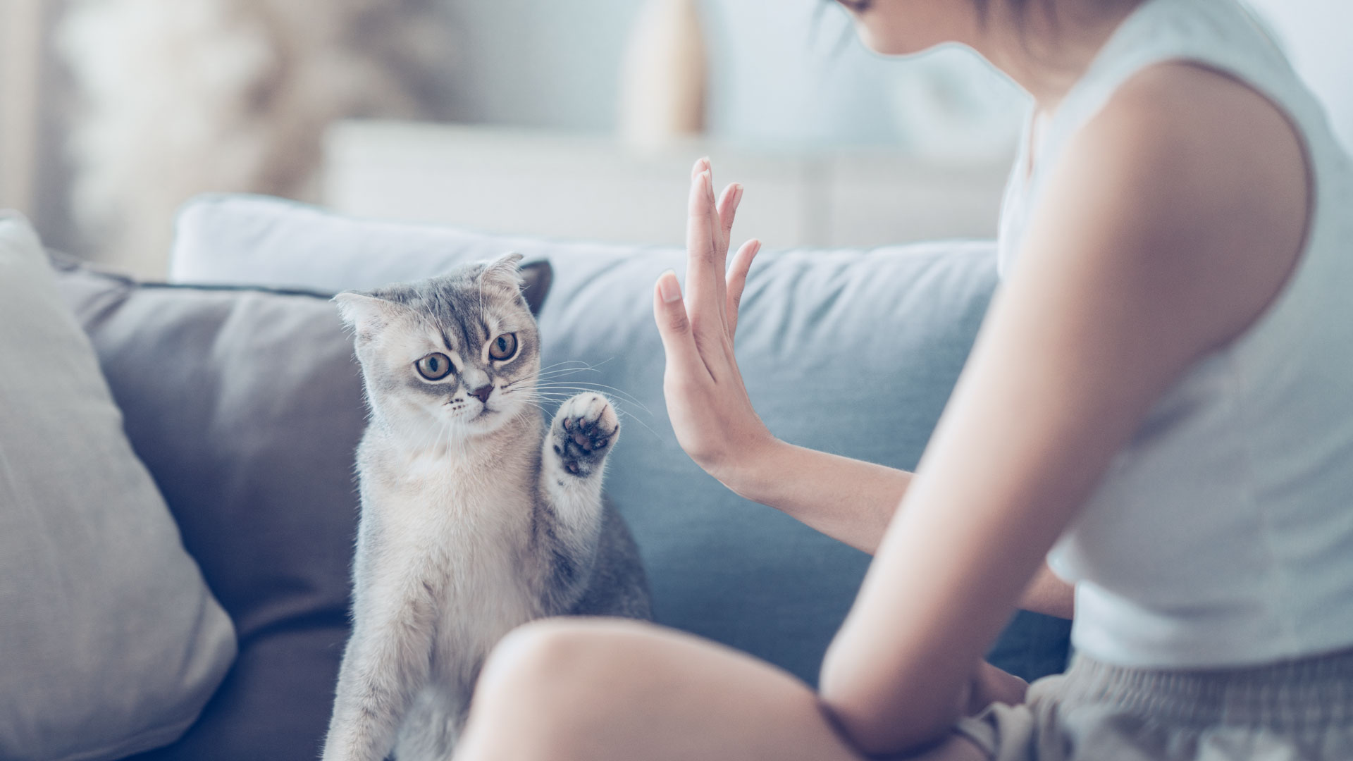 Beneficios para la salud de tener un gato