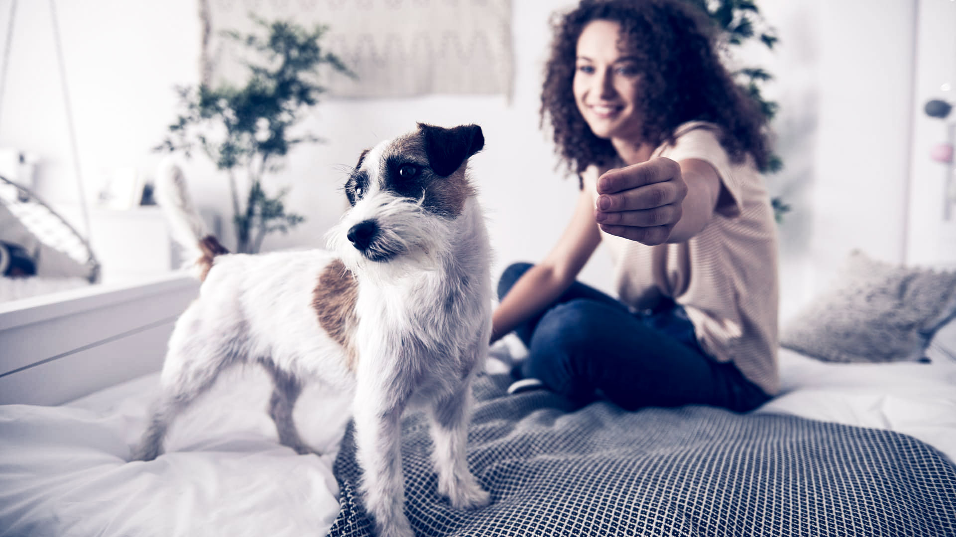 Señales de calma en perros